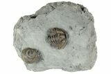 Flexicalymene Trilobite With Gastropod Fossil - Ohio #191015-1